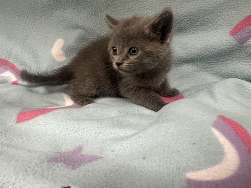 ANGEL - Domestic Short Hair available for adoption