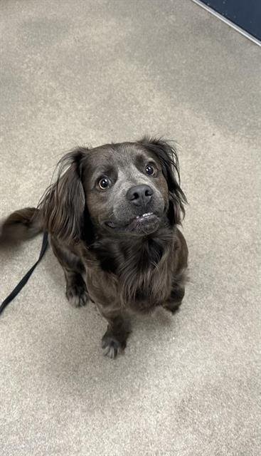 DOUG - Cocker Spaniel available for adoption