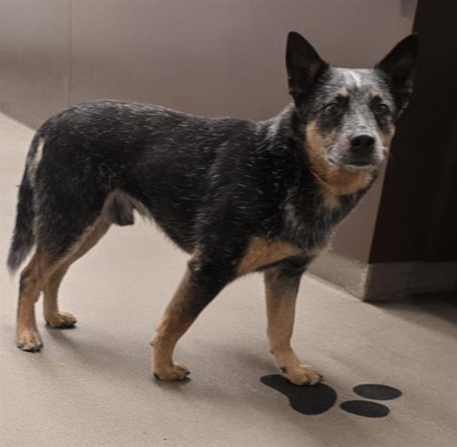 TILLY - Queensland Heeler available for adoption