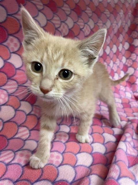 JULES - Domestic Short Hair available for adoption