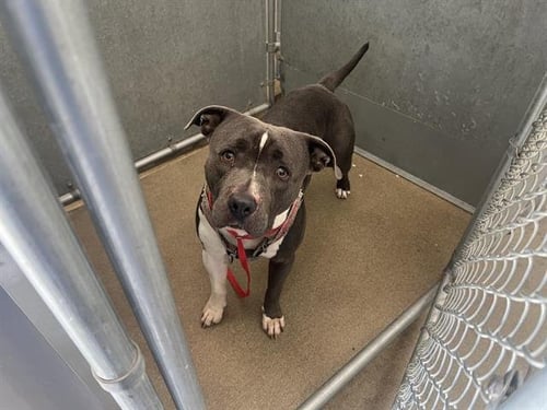 FLASH - Staffordshire Bull Terrier available for adoption