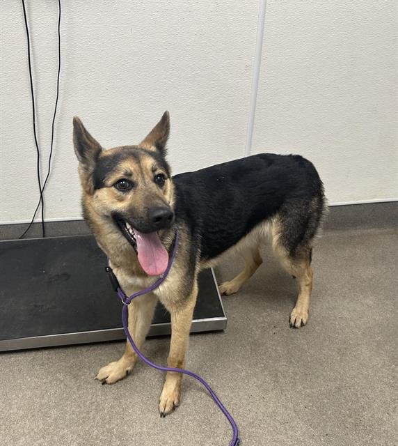 BABY - German Shepherd Dog available for adoption