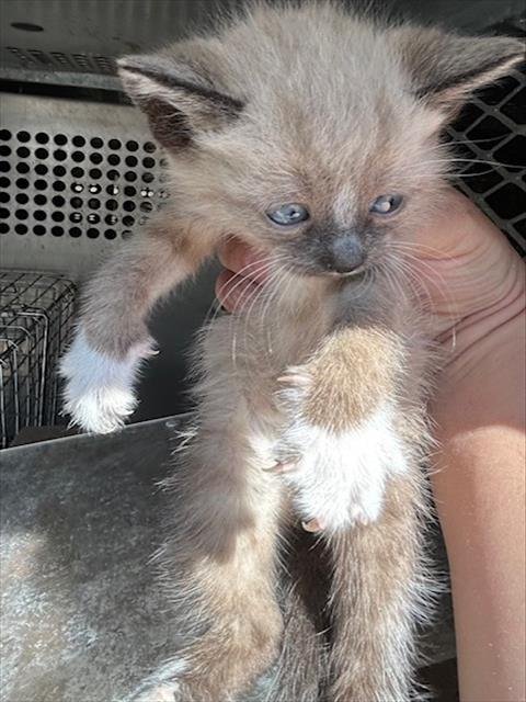 A124977 - Domestic Medium Hair available for adoption