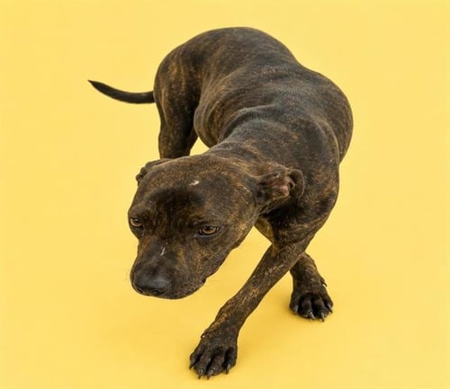 GINGER - Pit Bull Terrier available for adoption