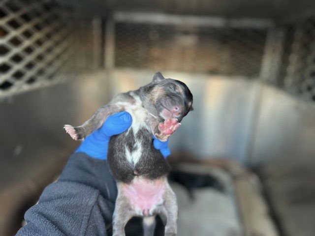 A122300 - Doberman Pinscher / German Shepherd Dog available for adoption