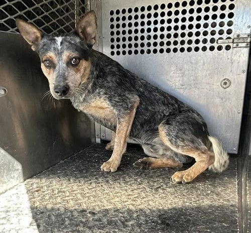 DONNIE - Queensland Heeler available for adoption