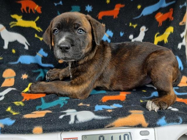 BUBBLES - Pit Bull Terrier / Australian Cattle Dog/Blue Heeler available for adoption