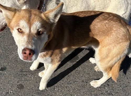 EMBER - Siberian Husky available for adoption