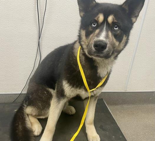 HARTFORD - Akita / German Shepherd Dog available for adoption