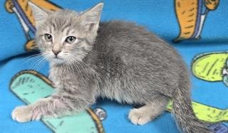 CARRIE - Domestic Short Hair available for adoption