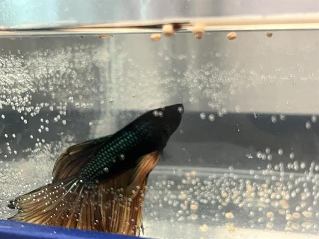 SQUIDWARD - Fish available for adoption