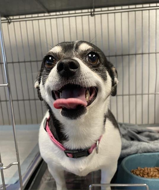A123200 - Chihuahua available for adoption
