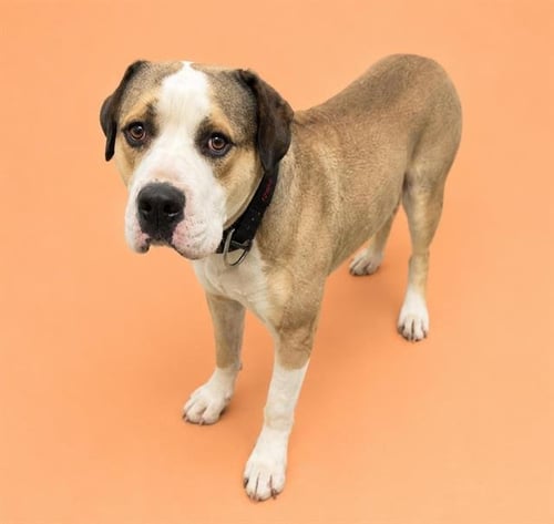 GEORGE - Staffordshire Bull Terrier available for adoption