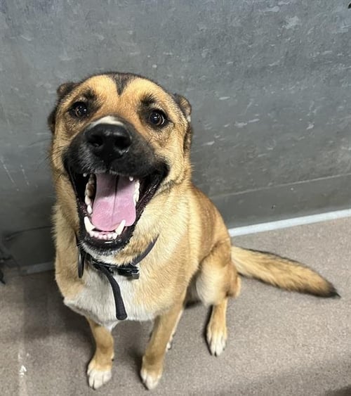 CHASE - German Shepherd Dog available for adoption