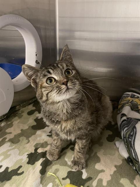 SADIE - Domestic Short Hair available for adoption