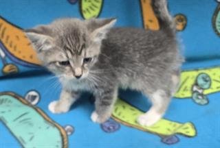 SAMANTHA - Domestic Short Hair available for adoption