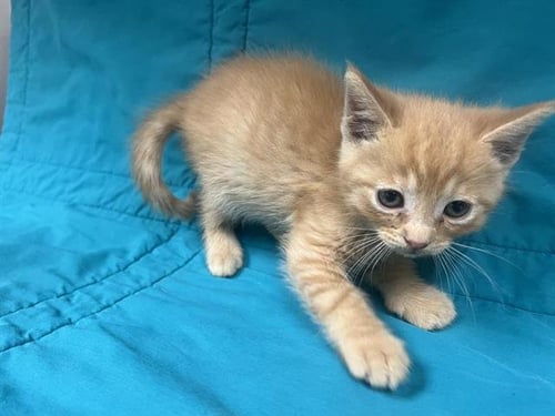ISAAC - Domestic Short Hair for adoption in Victorville