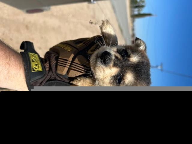 A123462 - Chihuahua available for adoption