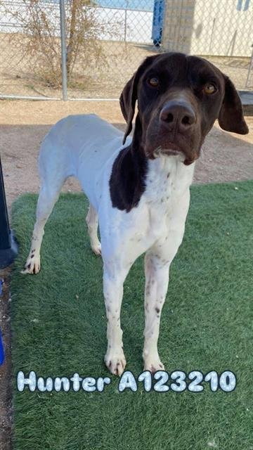 HUNTER - German Shorthaired Pointer available for adoption