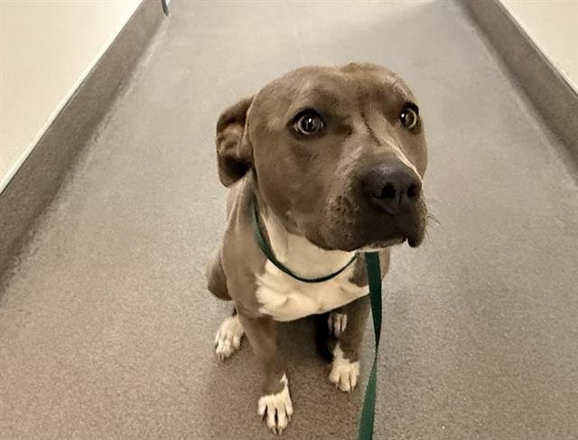 PETUNIA - Pit Bull Terrier available for adoption