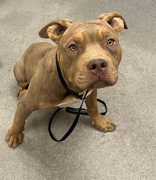 BRUNO - Pit Bull Terrier available for adoption