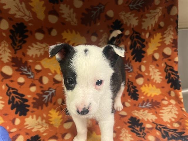 SMALL FRY - Pit Bull Terrier available for adoption