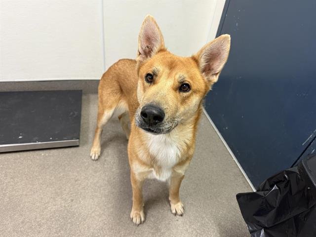 CAROLINE - Carolina Dog / Jindo (Korean) available for adoption