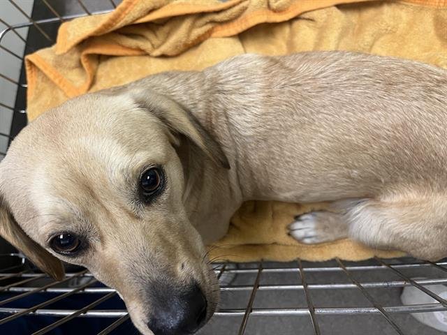 SUNNY - Dachshund available for adoption