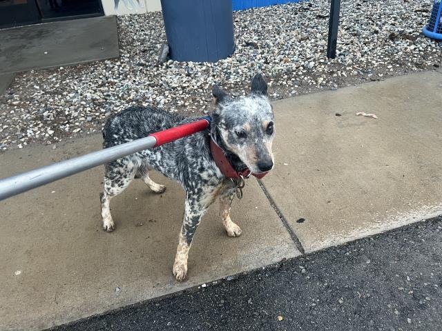 SQUINCE - Queensland Heeler available for adoption