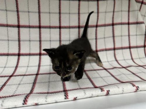A127878 - Domestic Short Hair available for adoption