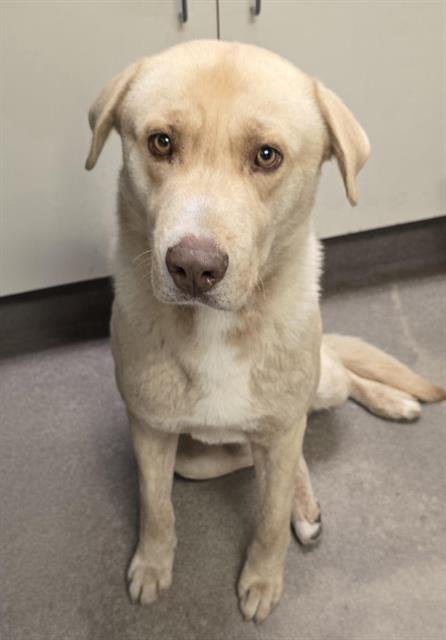 BEN - Labrador Retriever available for adoption