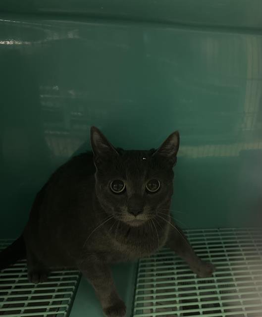 (BARN CAT) - Domestic Short Hair available for adoption