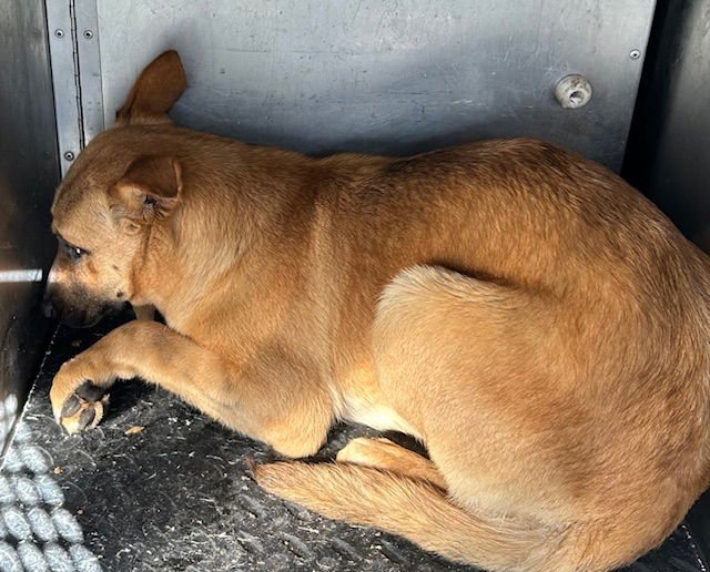 PEARL - German Shepherd Dog available for adoption