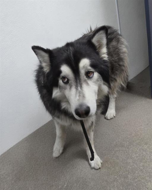 ZEUS - Alaskan Malamute available for adoption