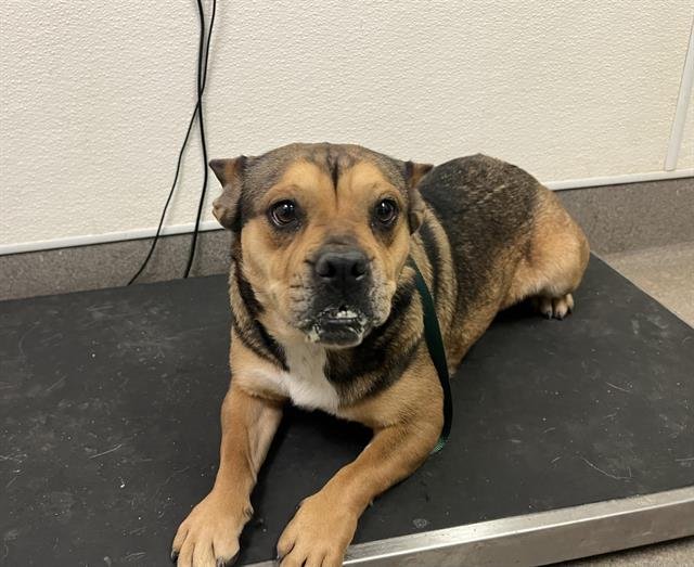 SUNSHINE - French Bulldog available for adoption