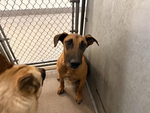 MERCUTO - Belgian Shepherd Malinois available for adoption