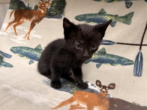 DOC - Domestic Short Hair available for adoption