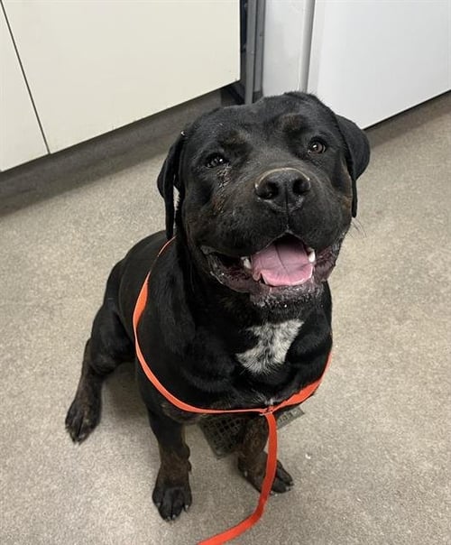 RICO SUAVE - Rottweiler for adoption in Victorville