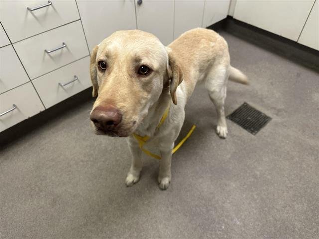 A122133 - Labrador Retriever available for adoption