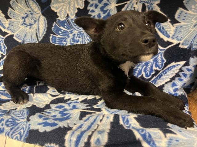 MIKE WHEELER - Belgian Shepherd Malinois available for adoption