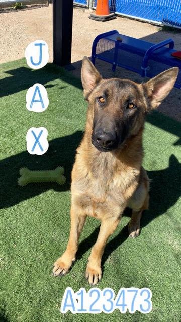 JAX - Belgian Shepherd Malinois available for adoption