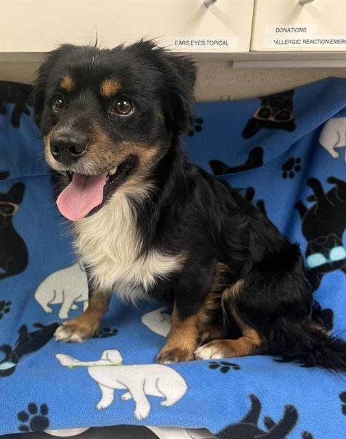 MO MO - Chihuahua available for adoption