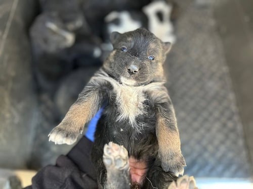 ECLIPSE - Border Collie available for adoption