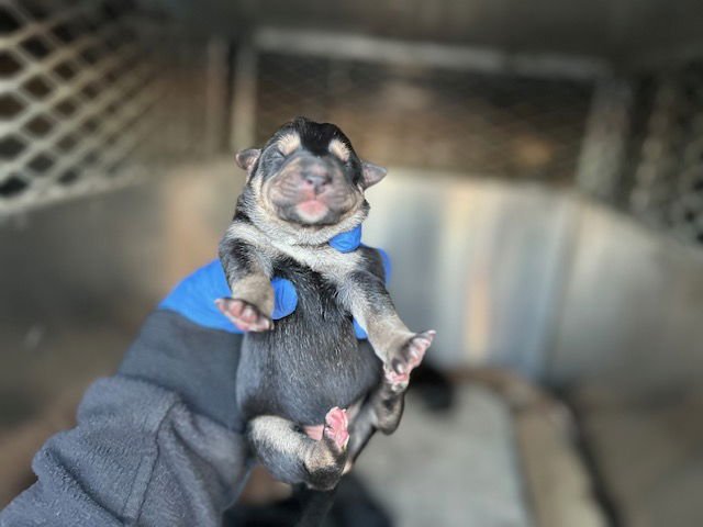 A122303 - Doberman Pinscher / German Shepherd Dog available for adoption