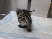 WOLF (RESCUE ONLY) - Photo 1