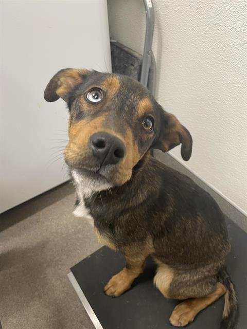 SCOOBY - Labrador Retriever available for adoption