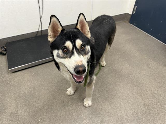 A122997 - Siberian Husky available for adoption