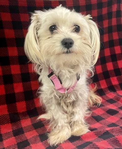 A122199 - Maltese available for adoption