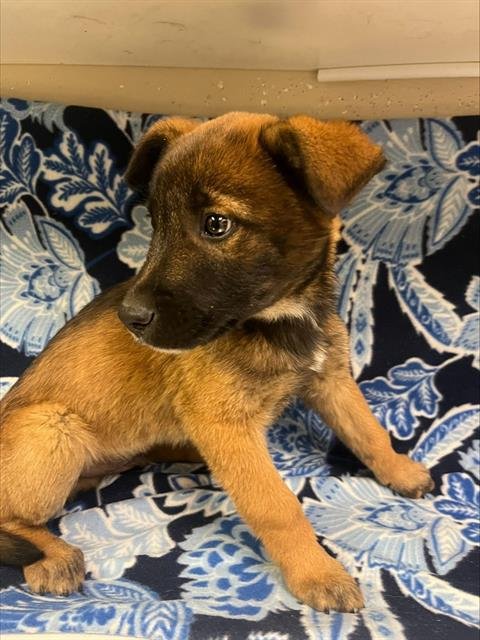 WILL BYERS - Belgian Shepherd Malinois available for adoption