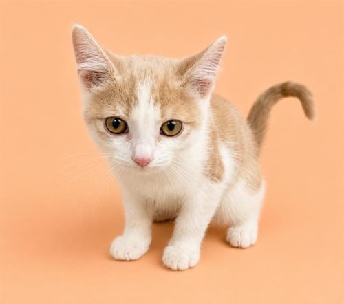 MAVERICK - Domestic Short Hair available for adoption